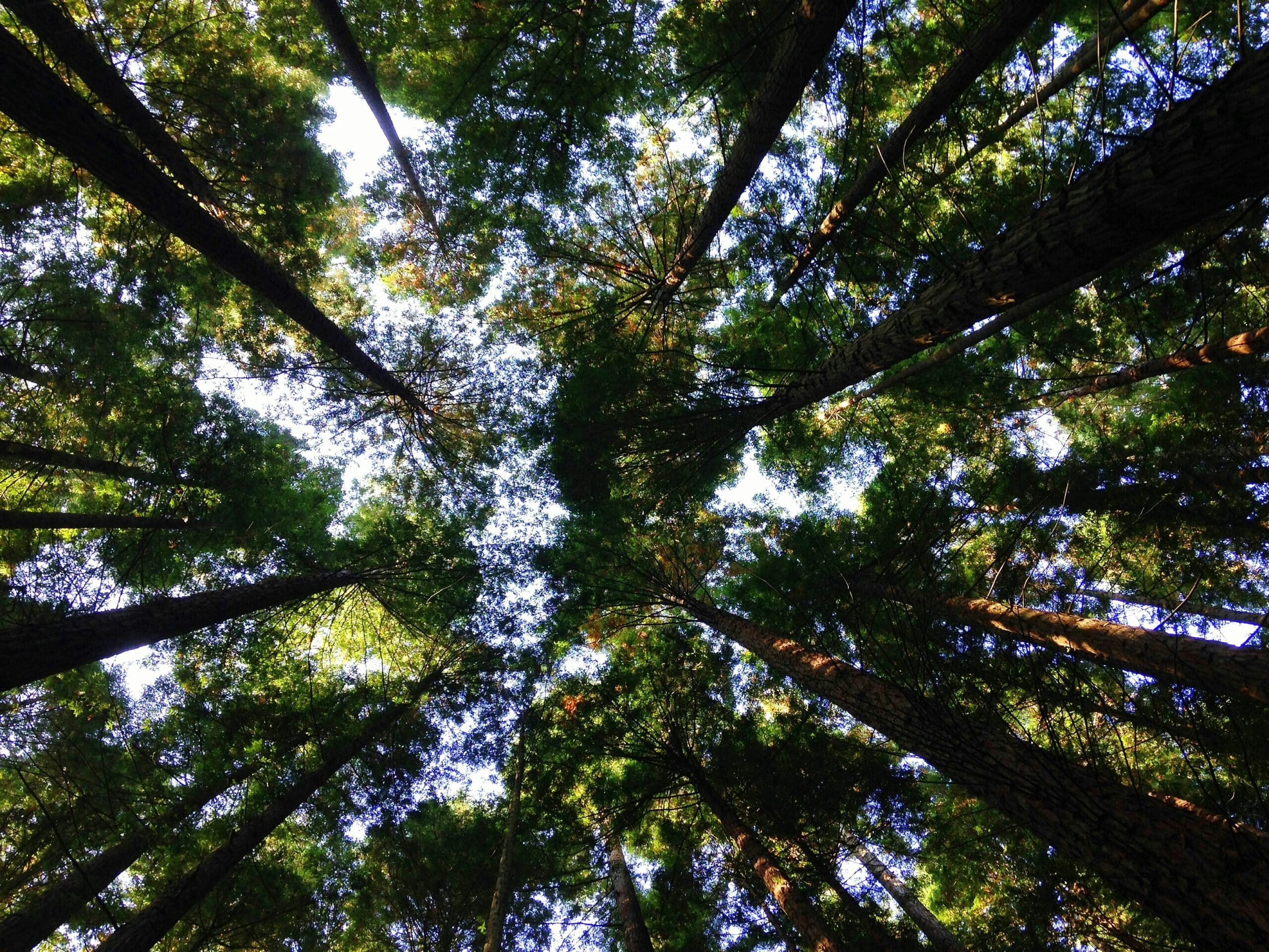 You are currently viewing Größe von Waldbränden verstärkt Erwärmung nach Bränden